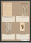 Navicula excavata Grev. (de-Toni-Nr.: Genus 1, Species 369) Zeichnungen Sammlung Grunow Nr. 836 (NHMW-BOT-W0367268)